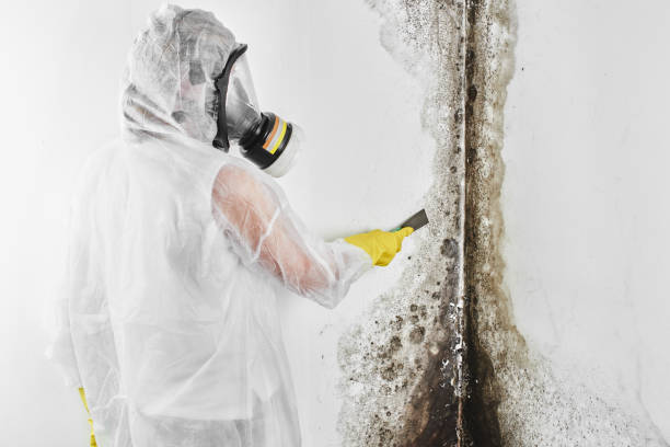 Best Professional Mold Removal  in Smithville Sanders, IN