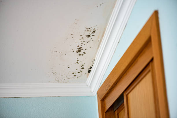 Best Residential Mold Removal  in Smithville Sanders, IN