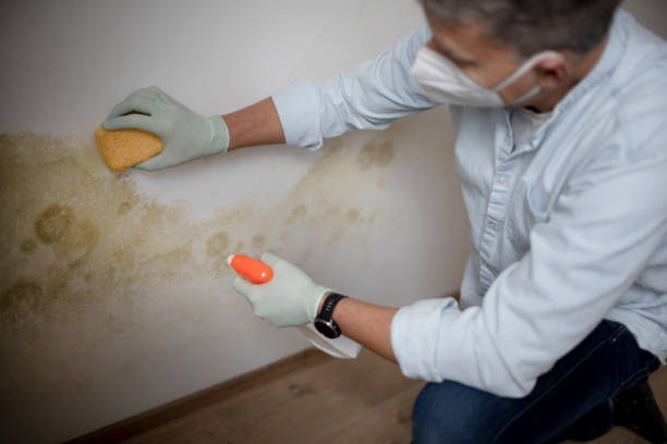 Best Mold Cleaning Services  in Smithville Sanders, IN