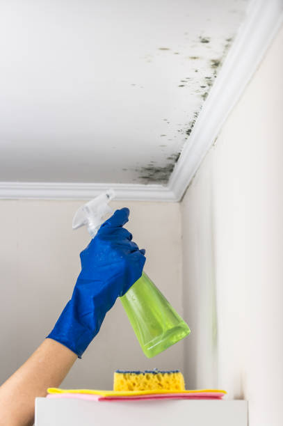Best Certified Mold Removal  in Smithville Sanders, IN