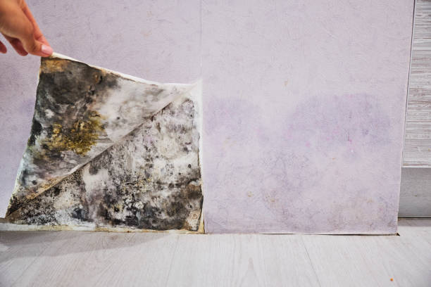 Best Commercial Mold Removal  in Smithville Sanders, IN
